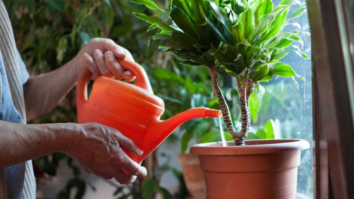 آبیاری گیاهان آپارتمانی