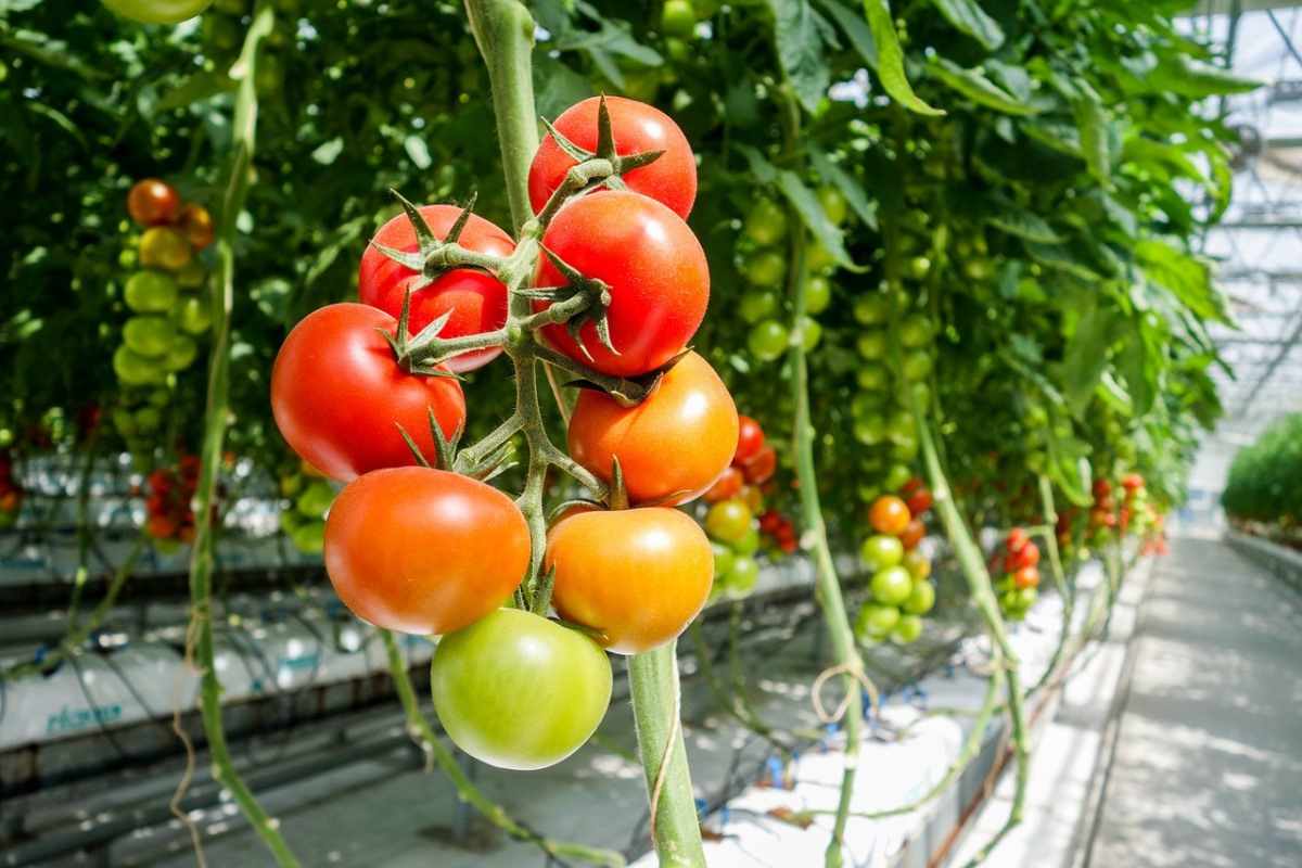 سبزیجات گلخانه‌ای